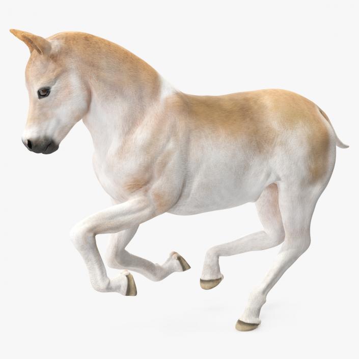 3D model Galloping Shetland Pony 2