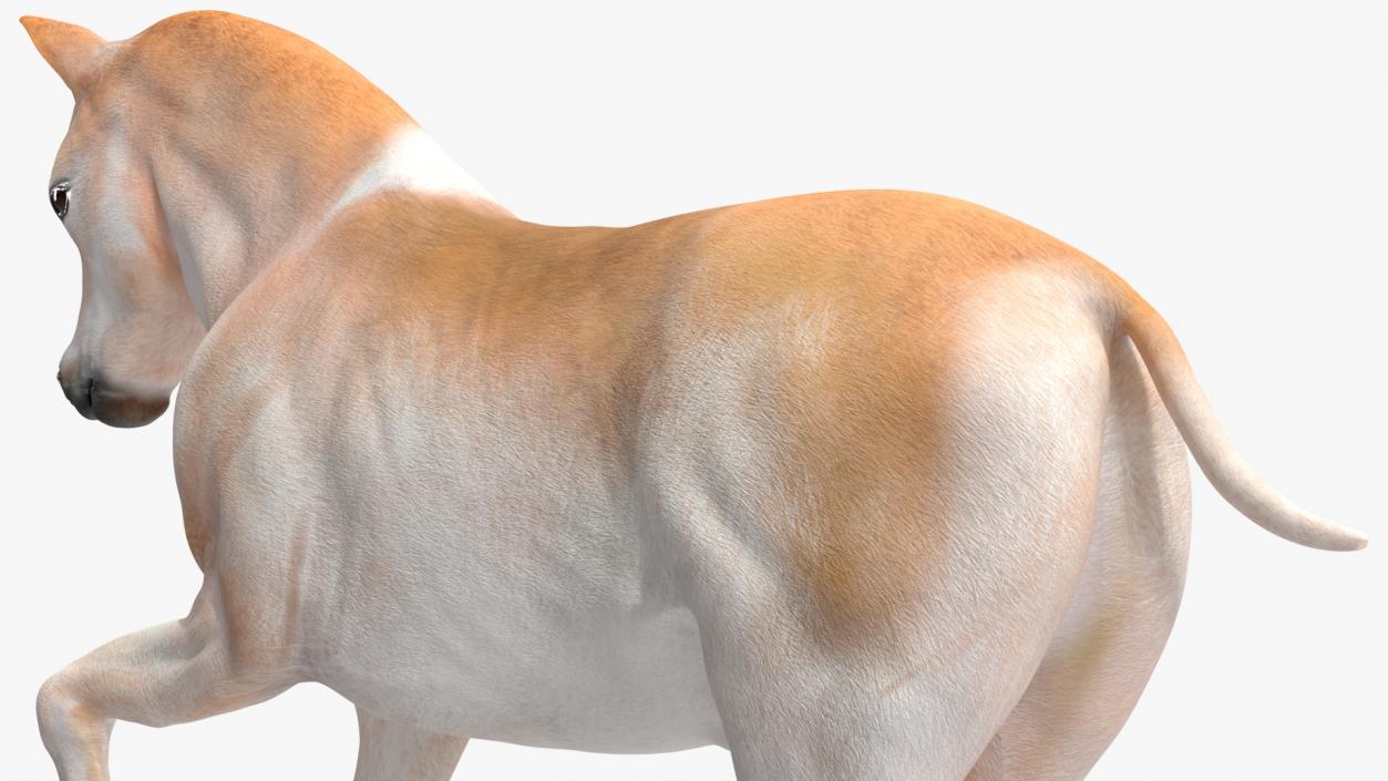 3D model Galloping Shetland Pony 2