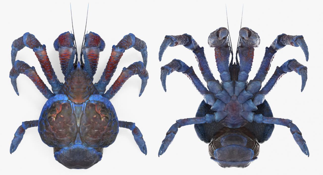 Coconut Crab 3D