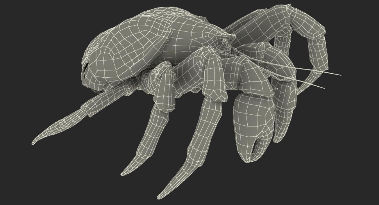 Coconut Crab 3D