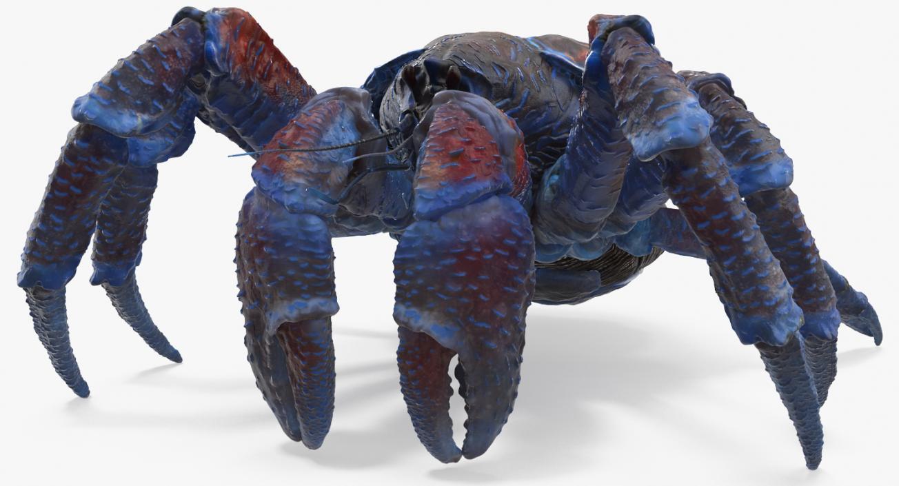 Coconut Crab 3D