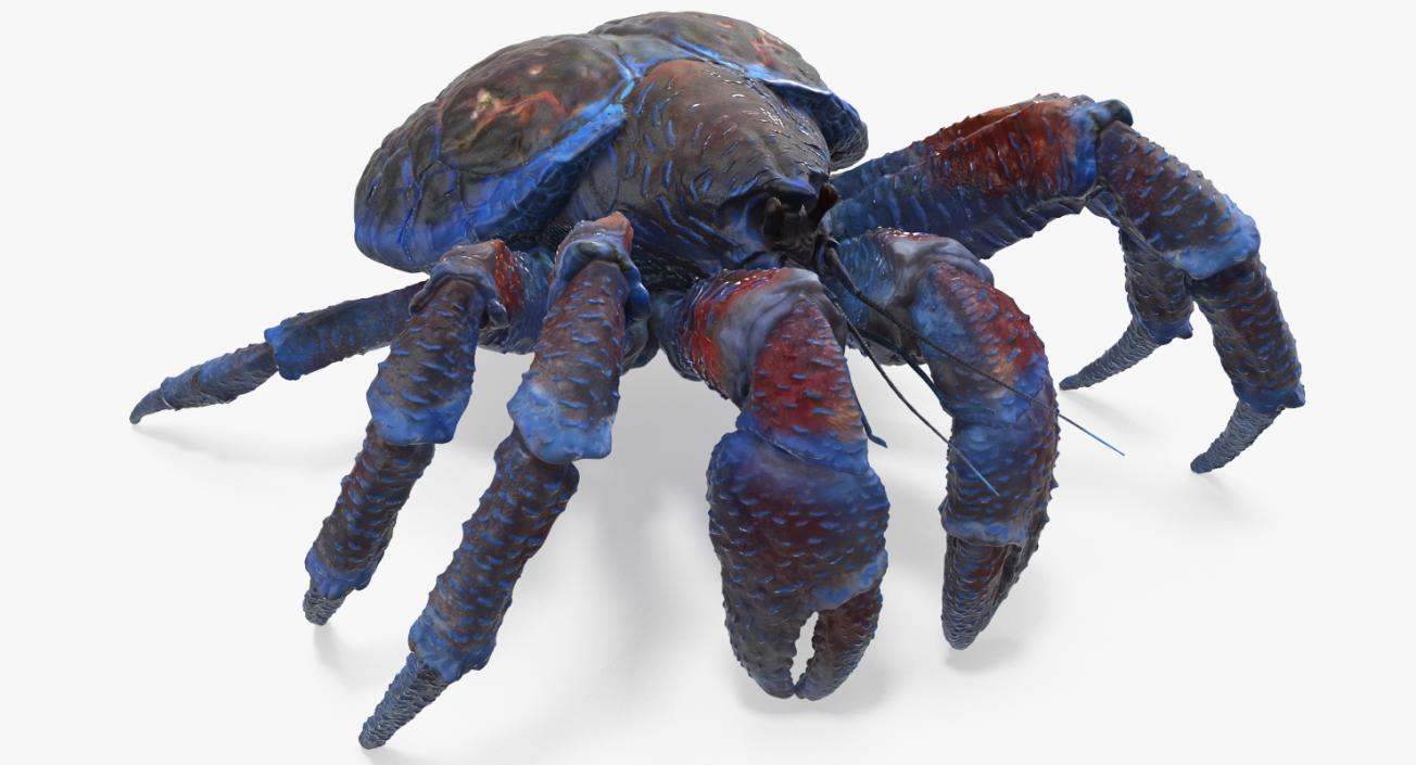 Coconut Crab 3D