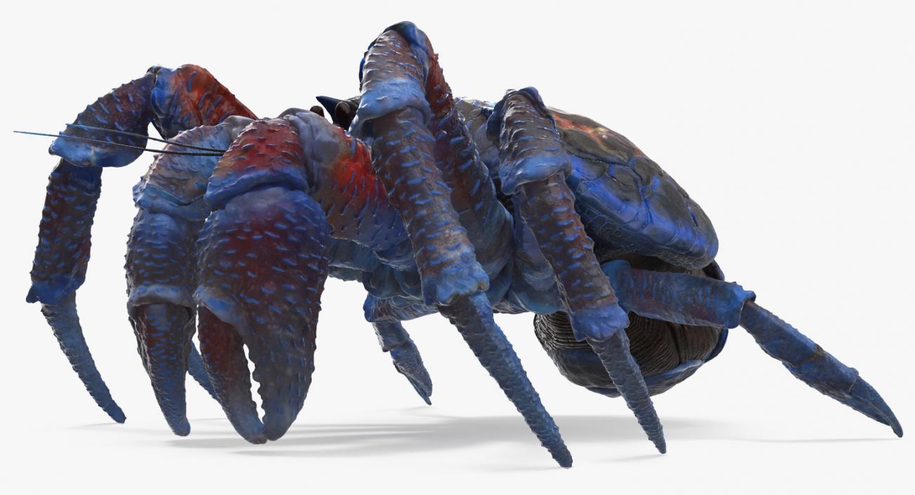 Coconut Crab 3D