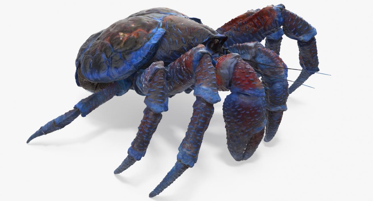 Coconut Crab 3D