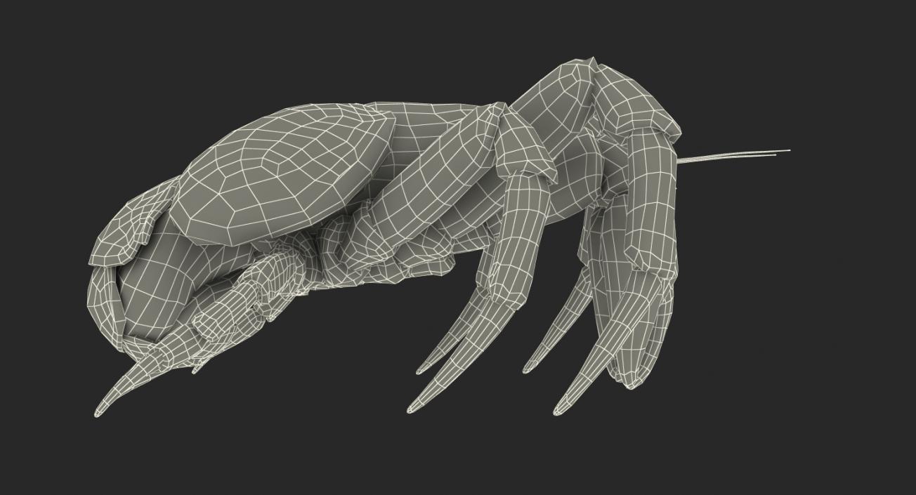 Coconut Crab 3D