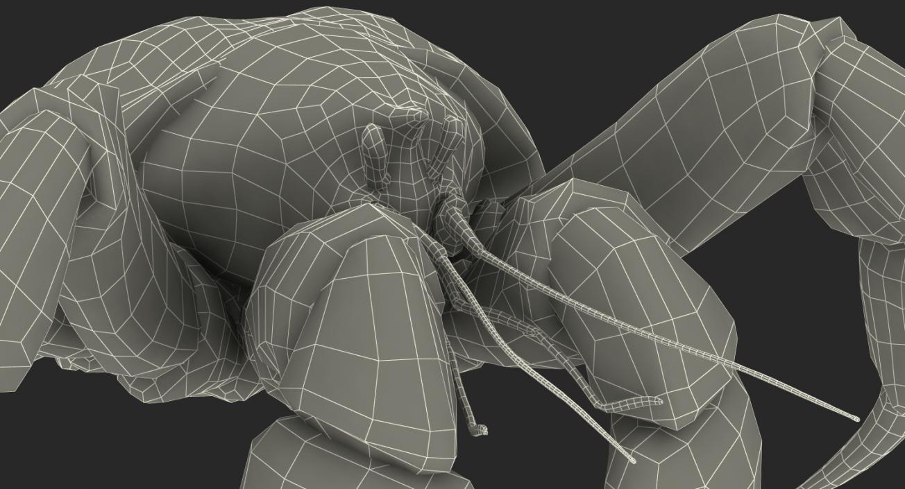 Coconut Crab 3D