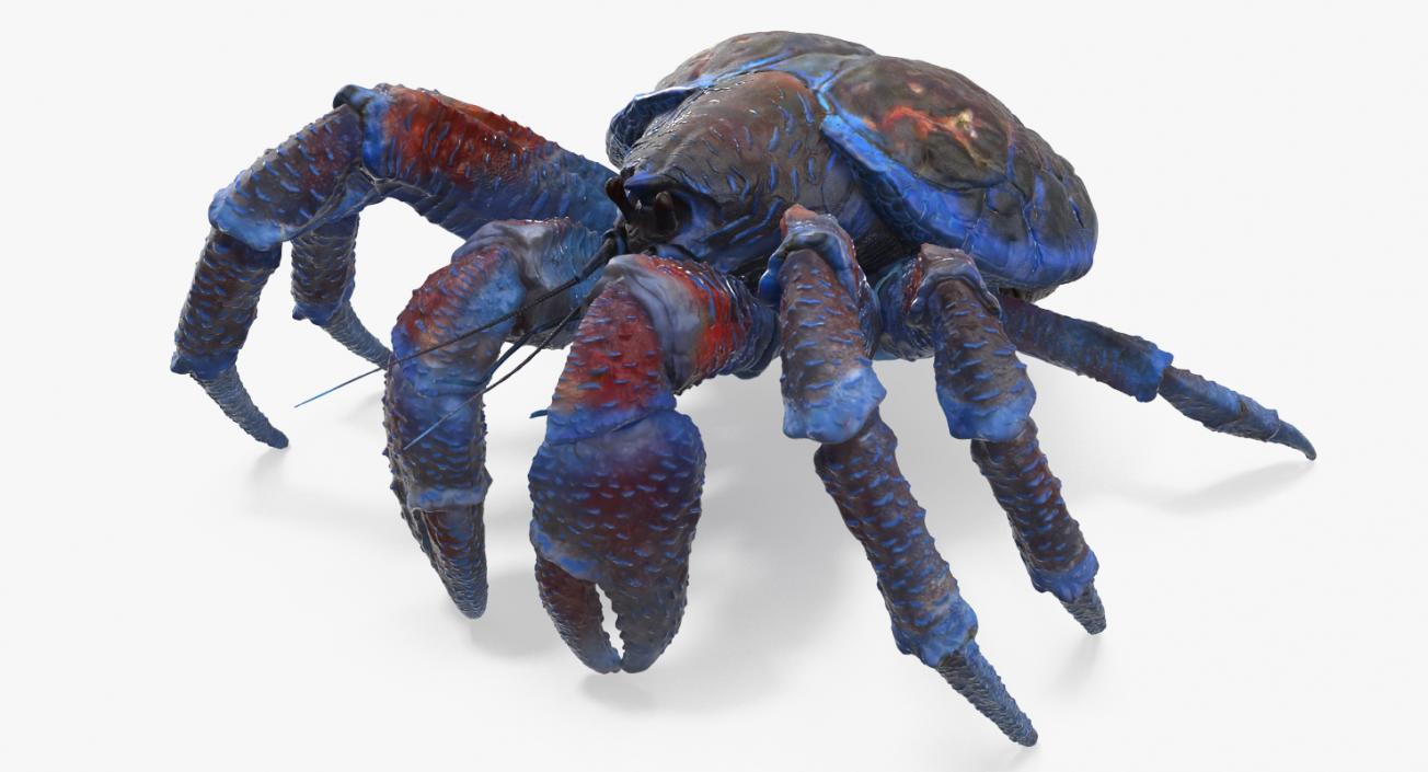 Coconut Crab 3D