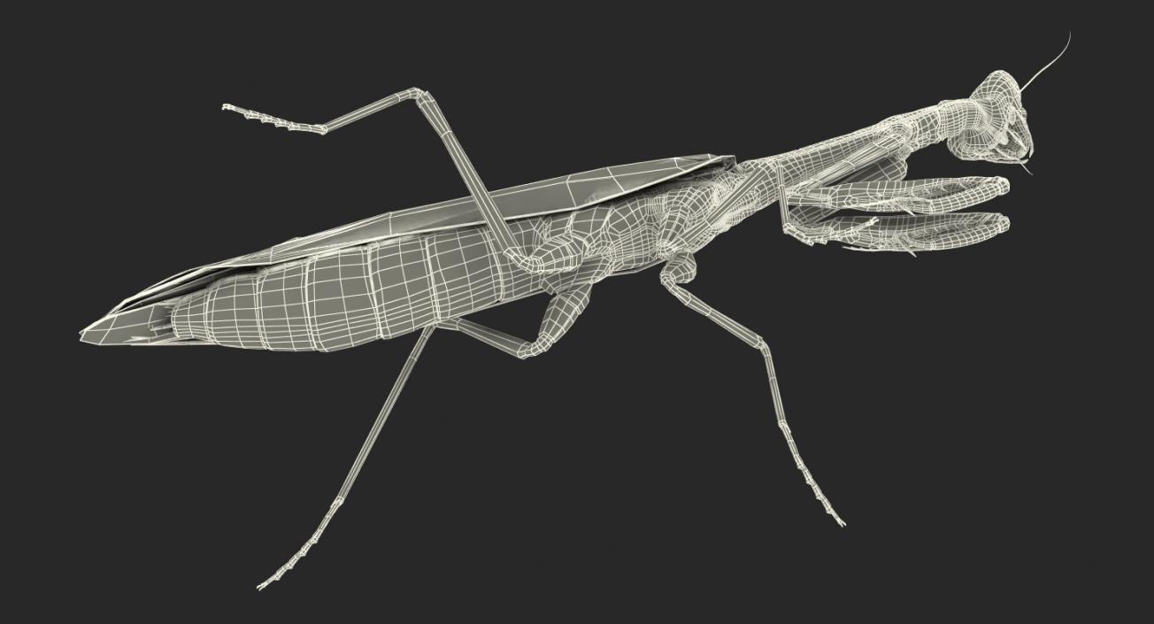 3D Mantis Religiosa Large Hemimetabolic Insect model