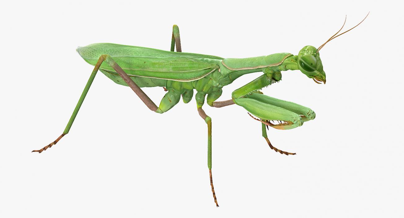 3D Mantis Religiosa Large Hemimetabolic Insect model