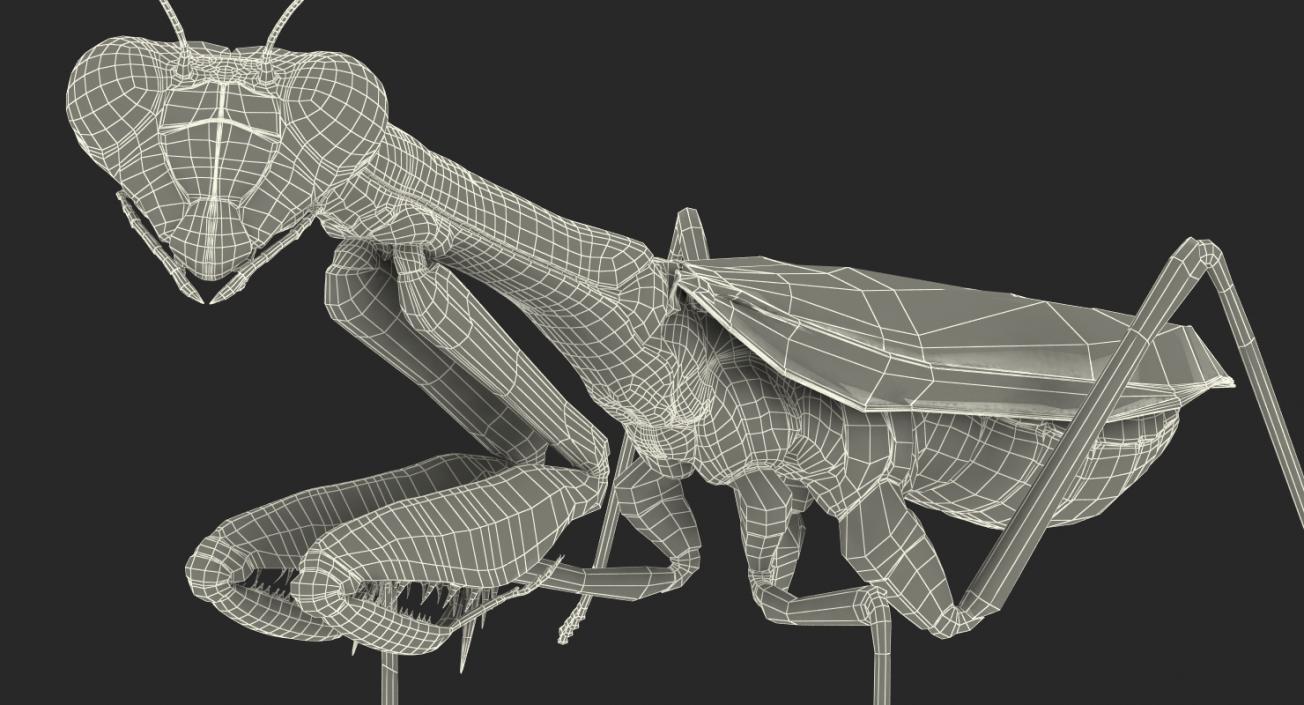 3D Mantis Religiosa Large Hemimetabolic Insect model