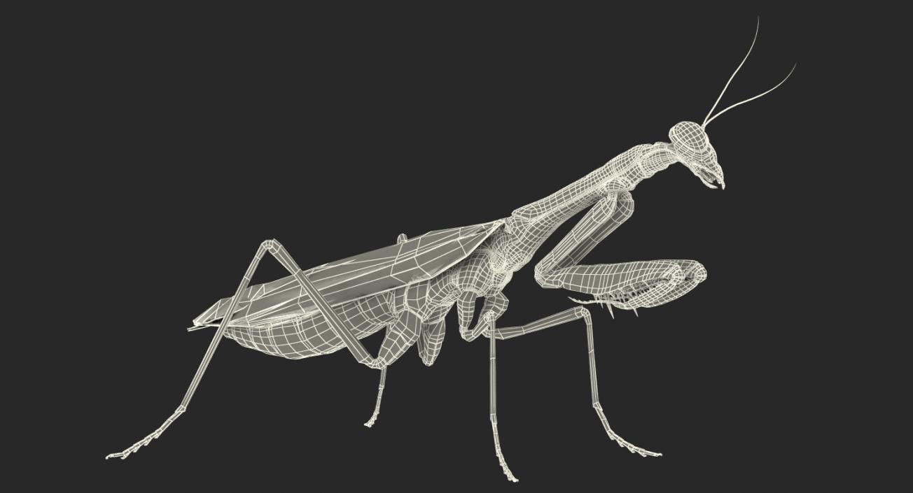 3D Mantis Religiosa Large Hemimetabolic Insect model