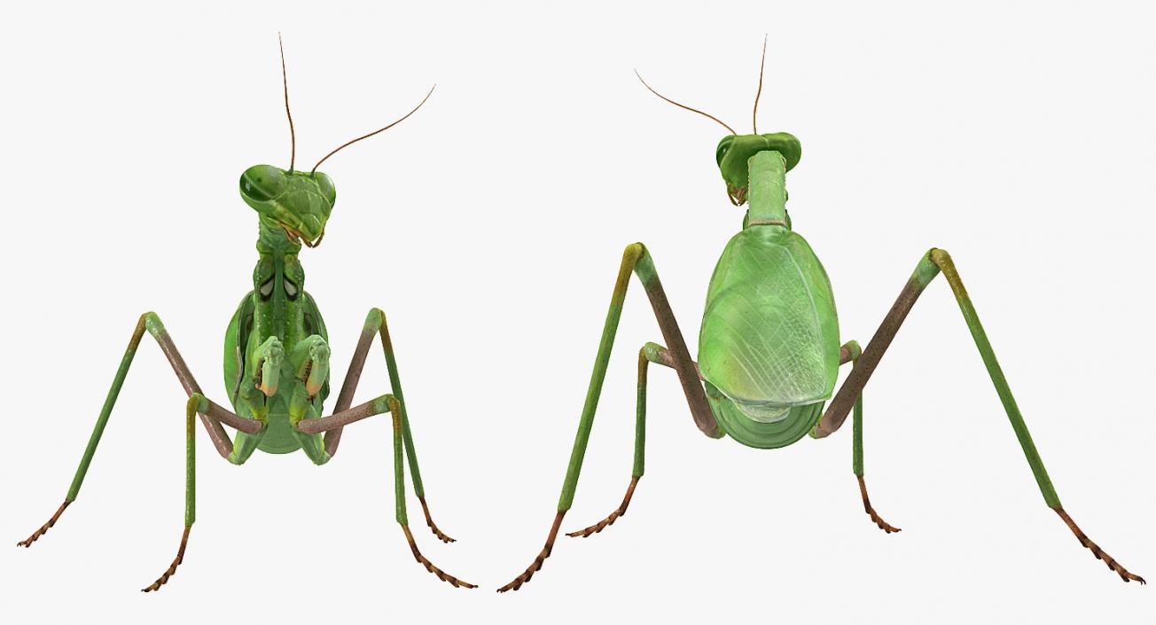 3D Mantis Religiosa Large Hemimetabolic Insect model