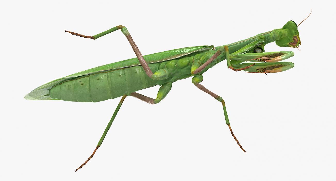 3D Mantis Religiosa Large Hemimetabolic Insect model