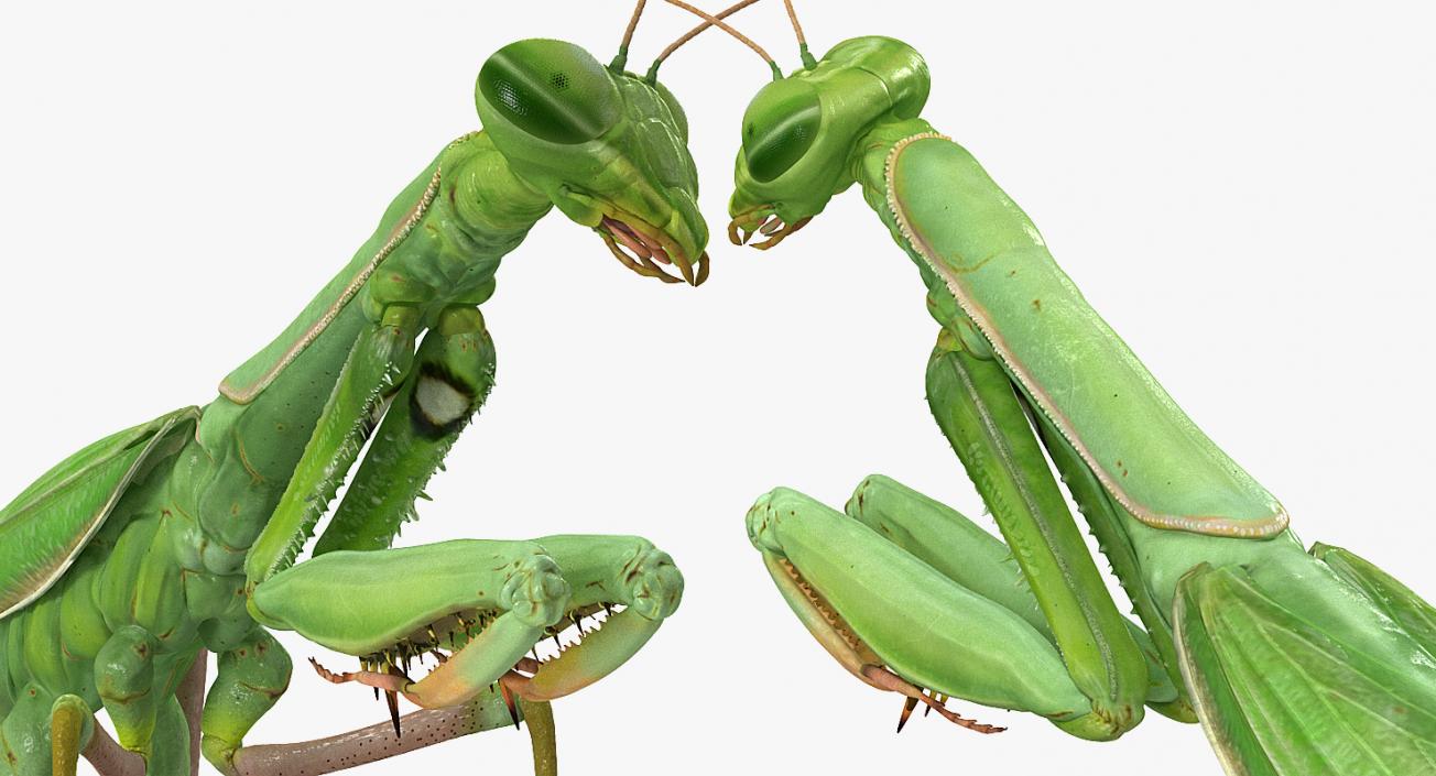 3D Mantis Religiosa Large Hemimetabolic Insect model