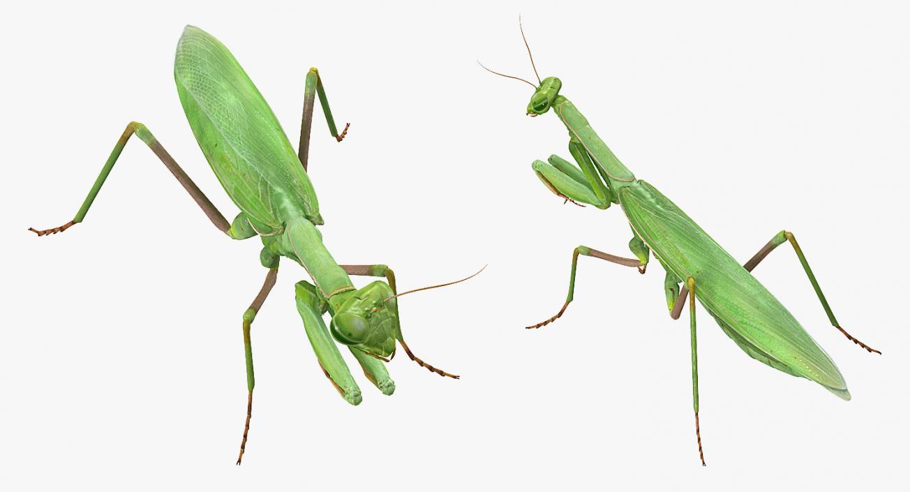 3D Mantis Religiosa Large Hemimetabolic Insect model