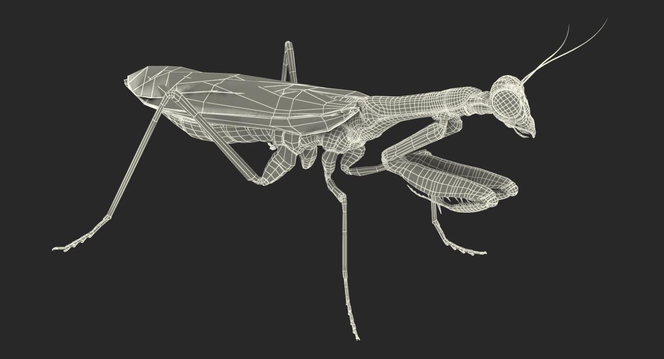 3D Mantis Religiosa Large Hemimetabolic Insect model