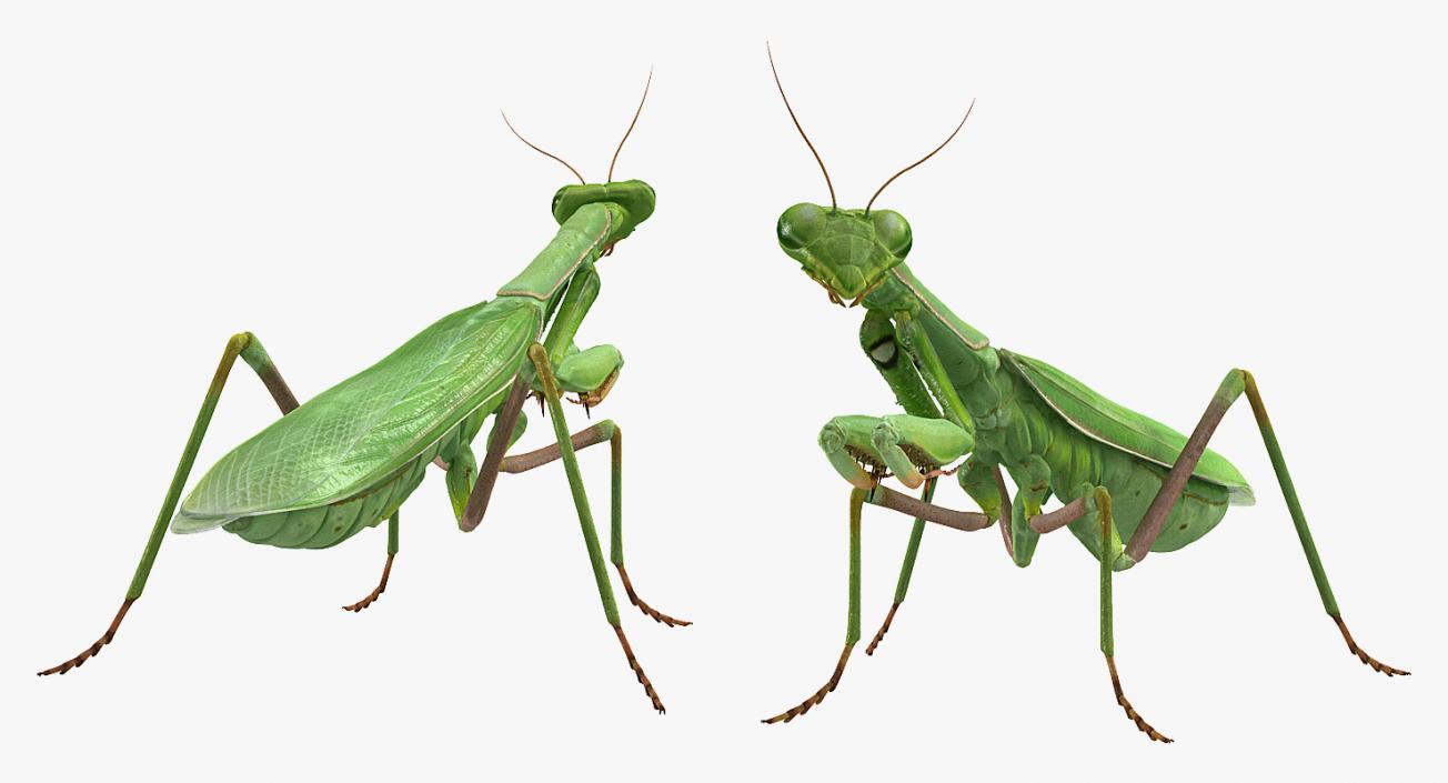 3D Mantis Religiosa Large Hemimetabolic Insect model