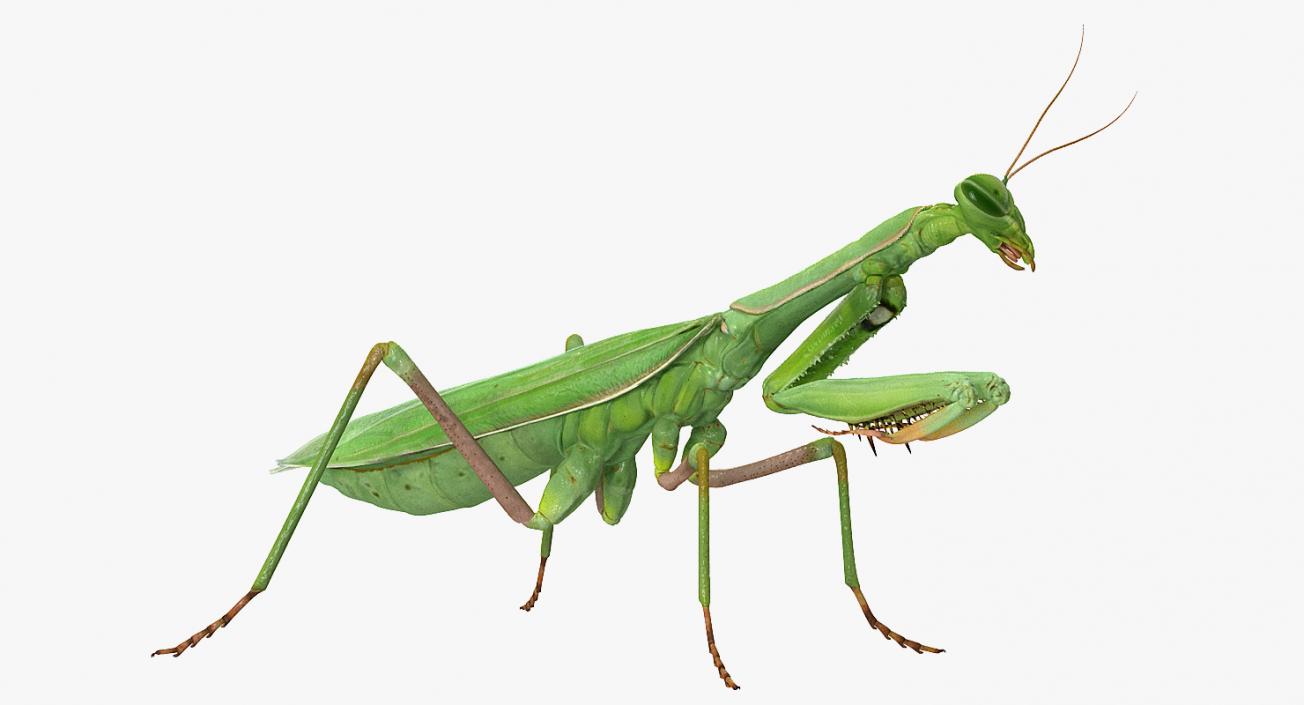 3D Mantis Religiosa Large Hemimetabolic Insect model