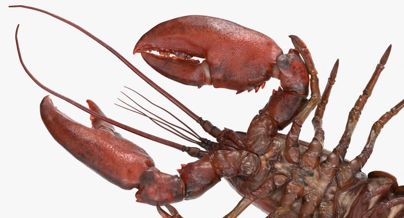 Lobster Pose 3 3D model