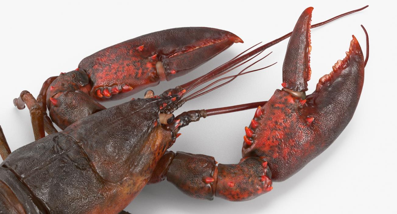 Lobster Pose 3 3D model