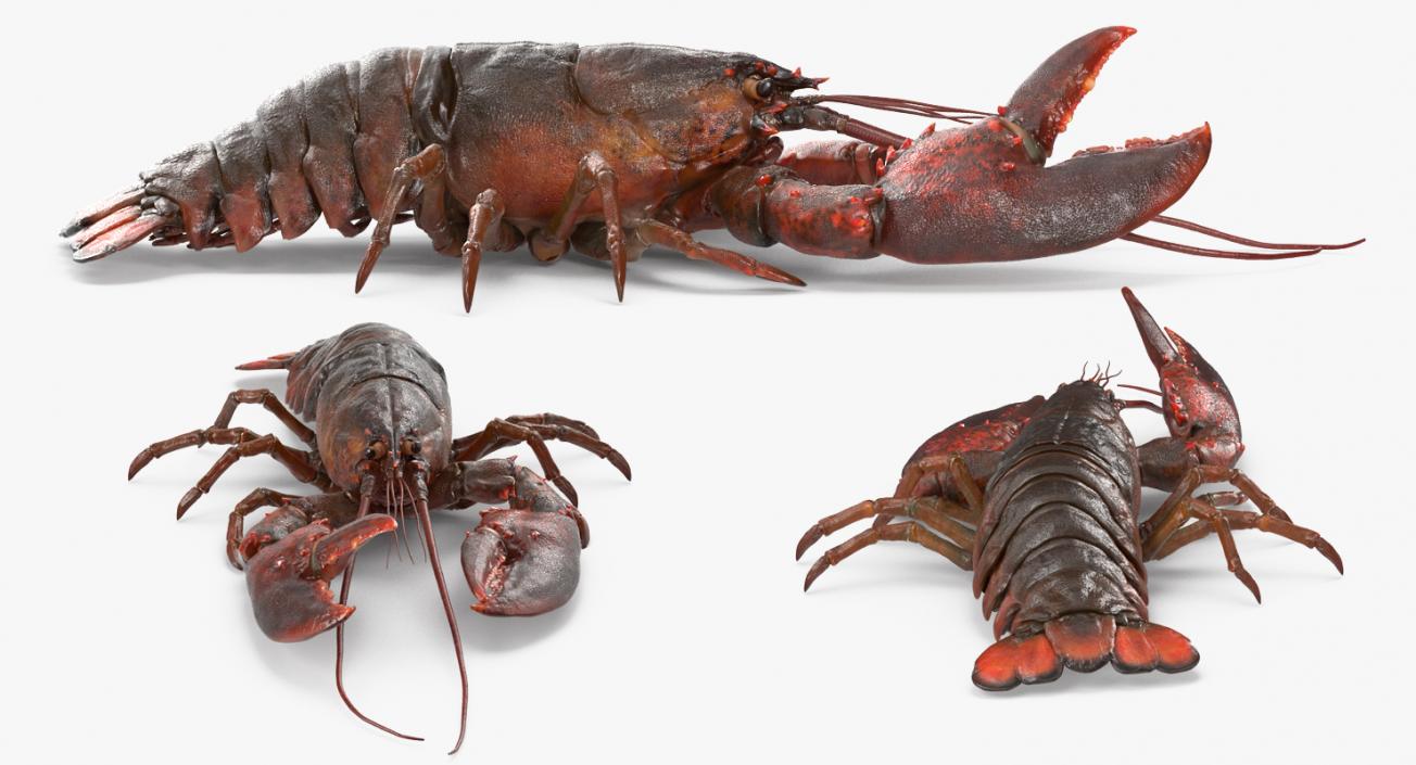 Lobster Pose 3 3D model