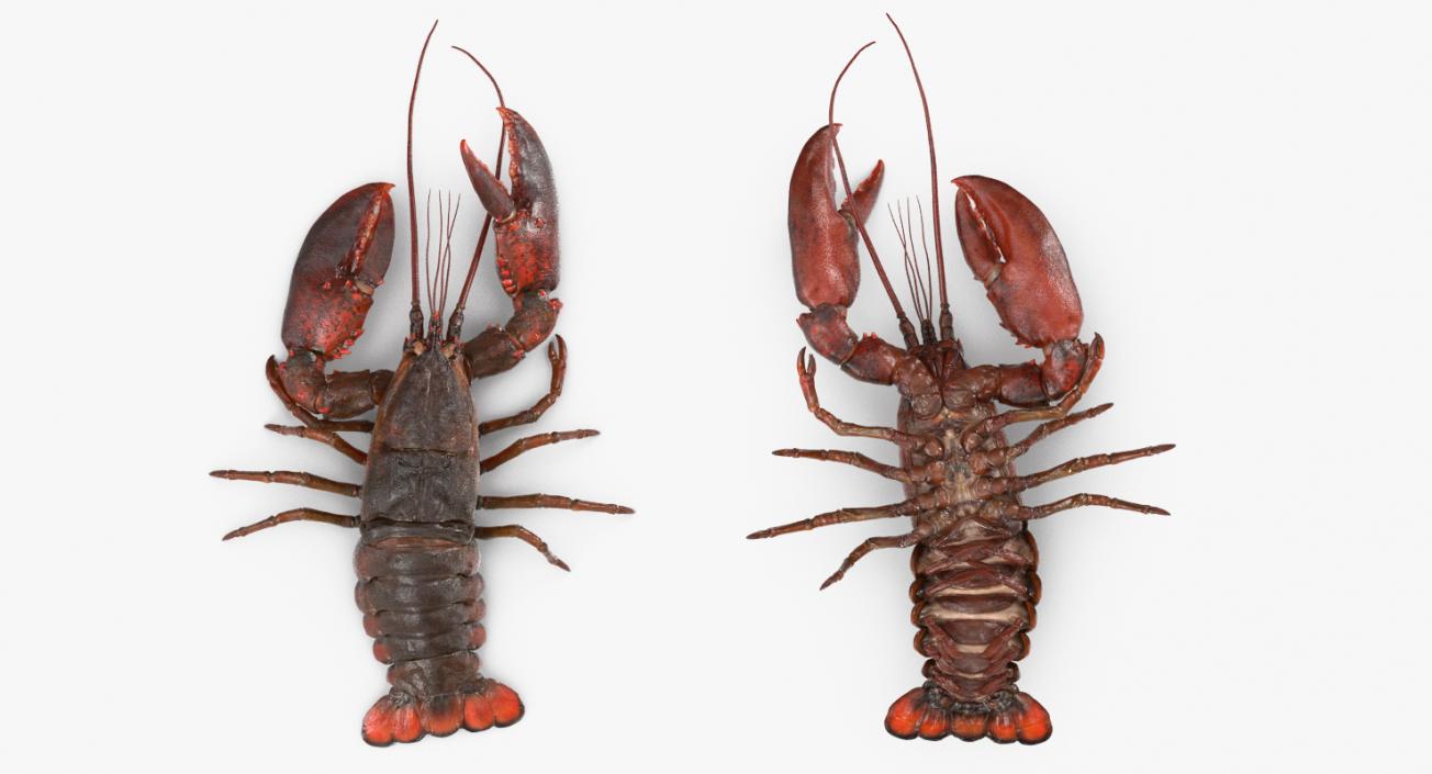 Lobster Pose 3 3D model