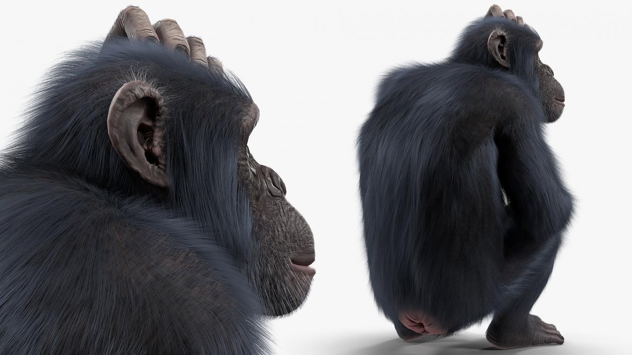 Dark Chimpanzee Sitting Pose Fur 3D