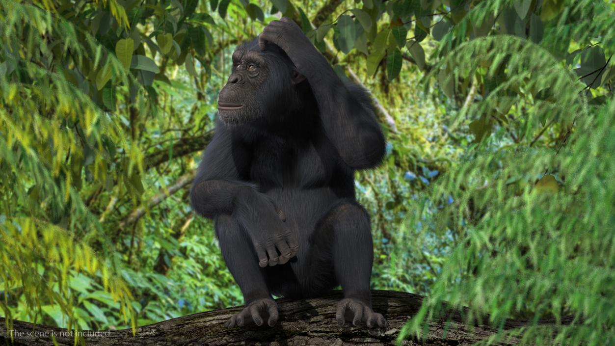 Dark Chimpanzee Sitting Pose Fur 3D