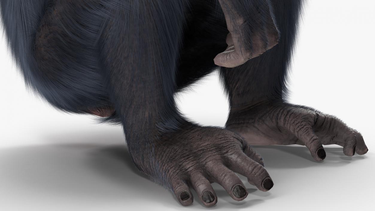 Dark Chimpanzee Sitting Pose Fur 3D