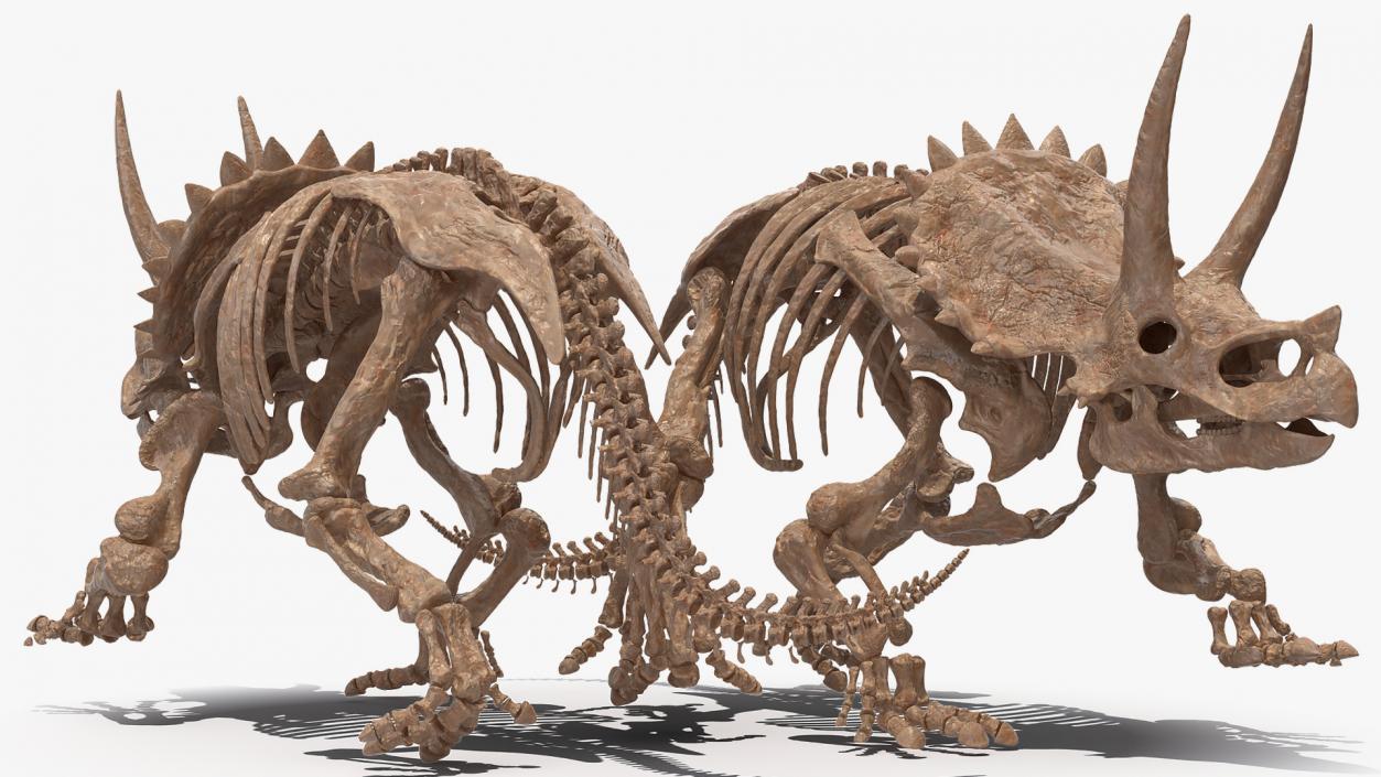 3D Triceratops Horridus Skeleton Fossil