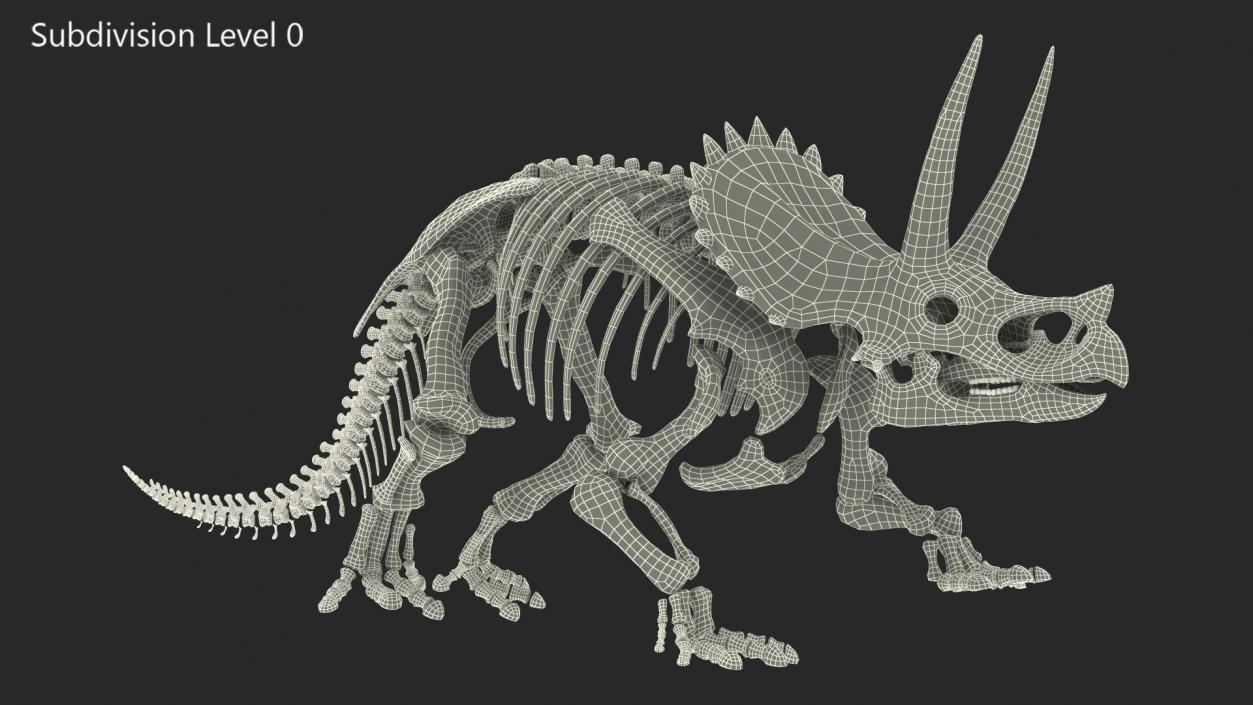 3D Triceratops Horridus Skeleton Fossil