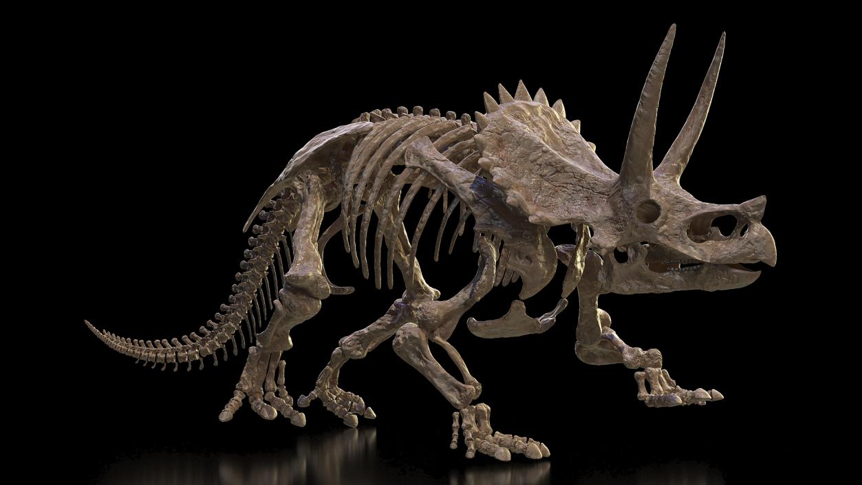 3D Triceratops Horridus Skeleton Fossil