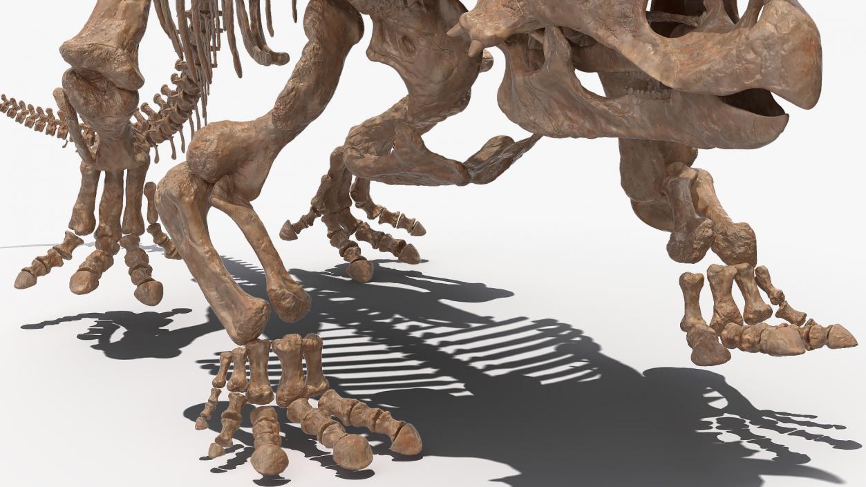 3D Triceratops Horridus Skeleton Fossil