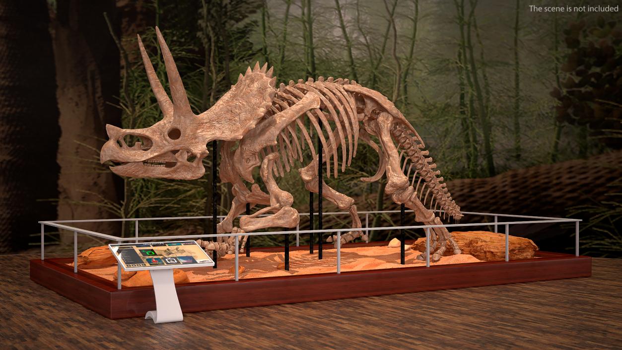 3D Triceratops Horridus Skeleton Fossil