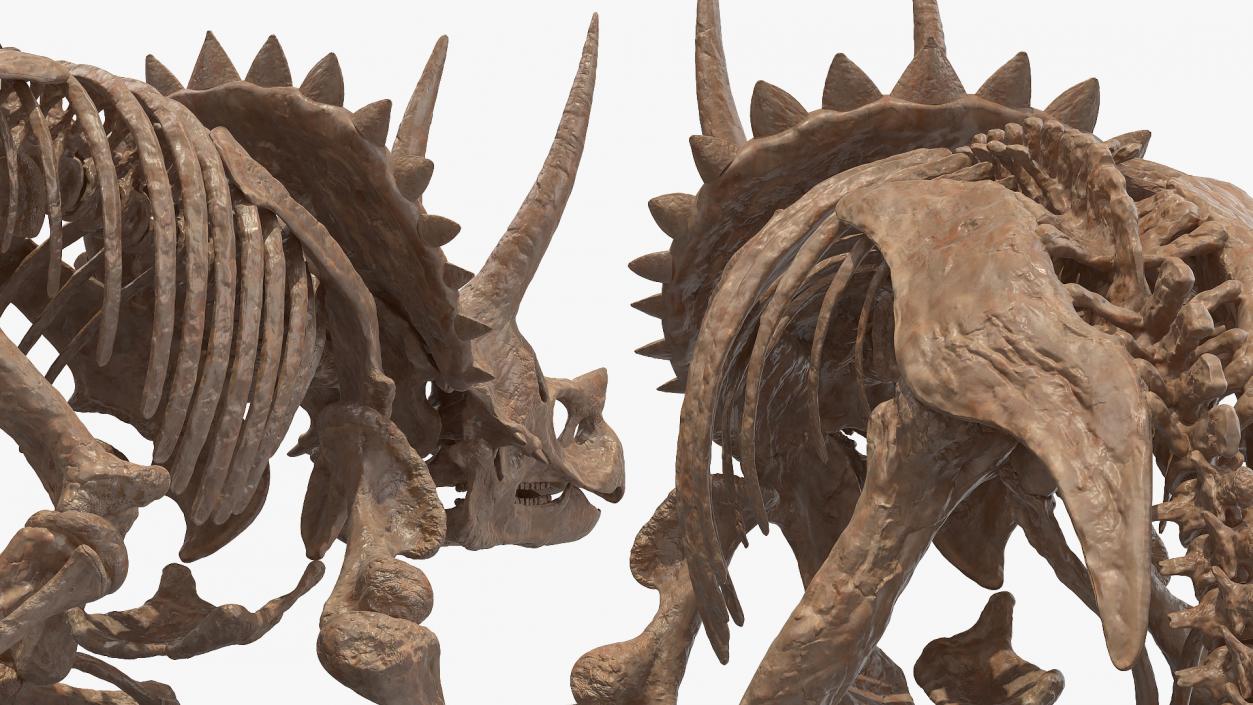 3D Triceratops Horridus Skeleton Fossil