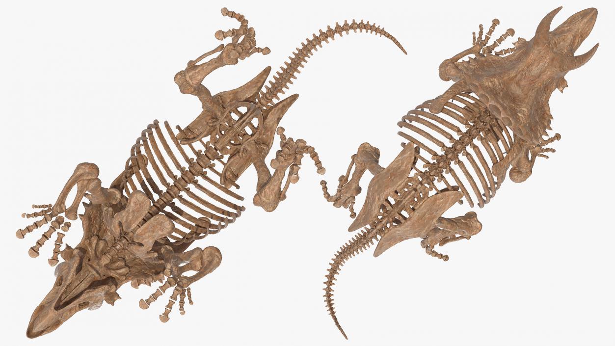 3D Triceratops Horridus Skeleton Fossil