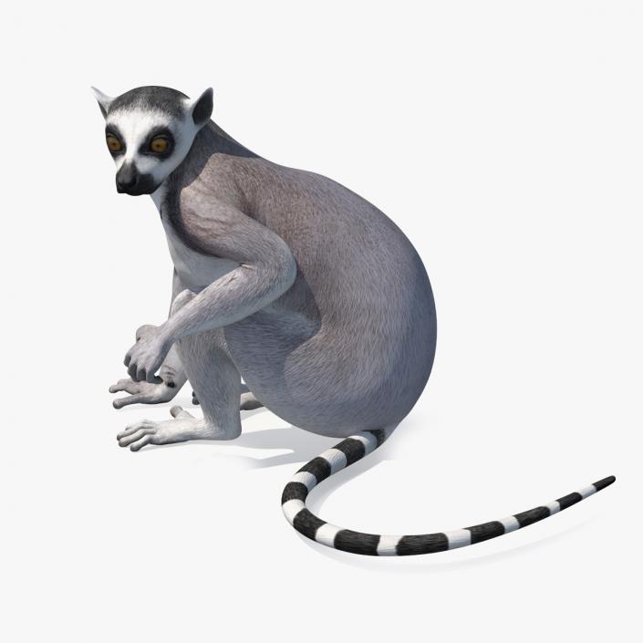 3D Lemur Rigged for Cinema 4D