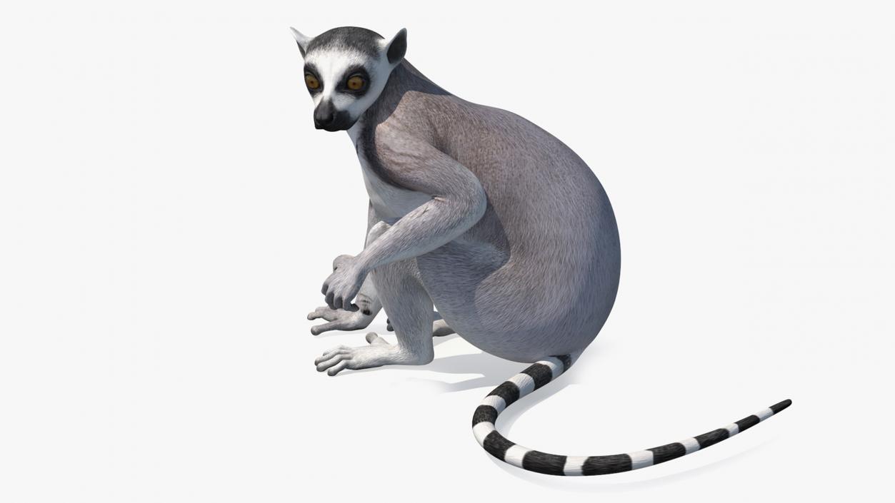 3D Lemur Rigged for Cinema 4D