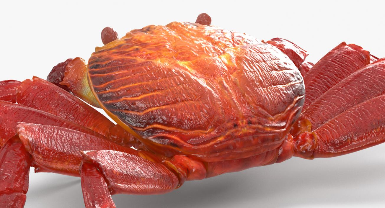 3D Red Rock Crab model