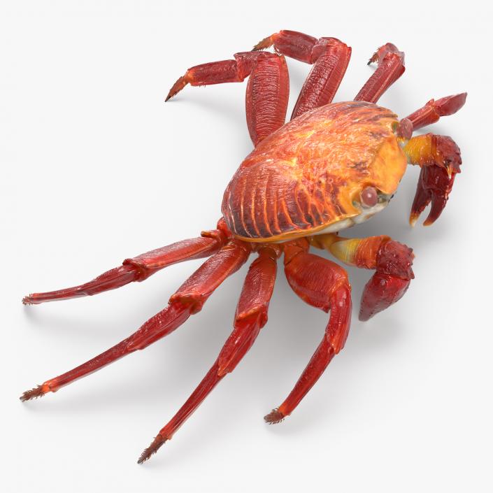 3D Red Rock Crab model