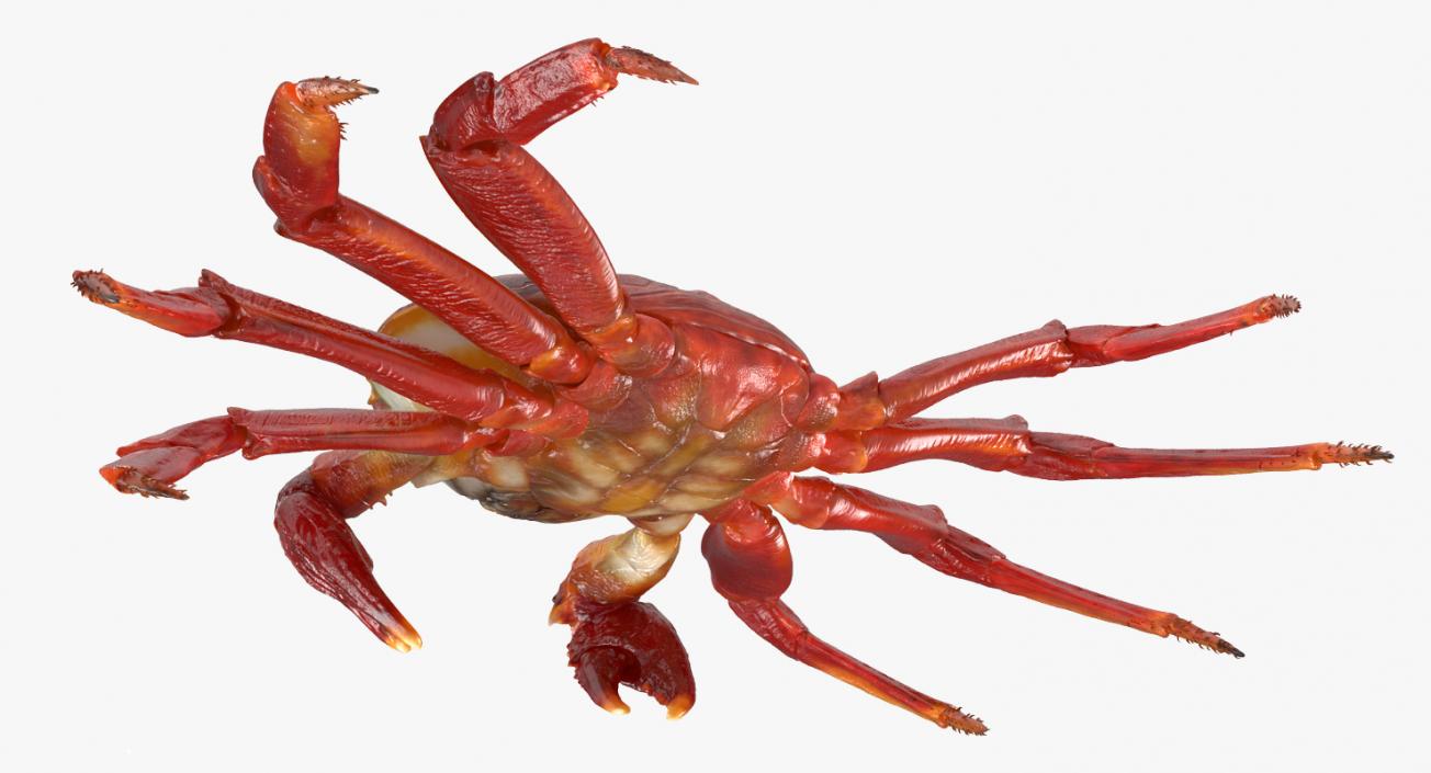 3D Red Rock Crab model