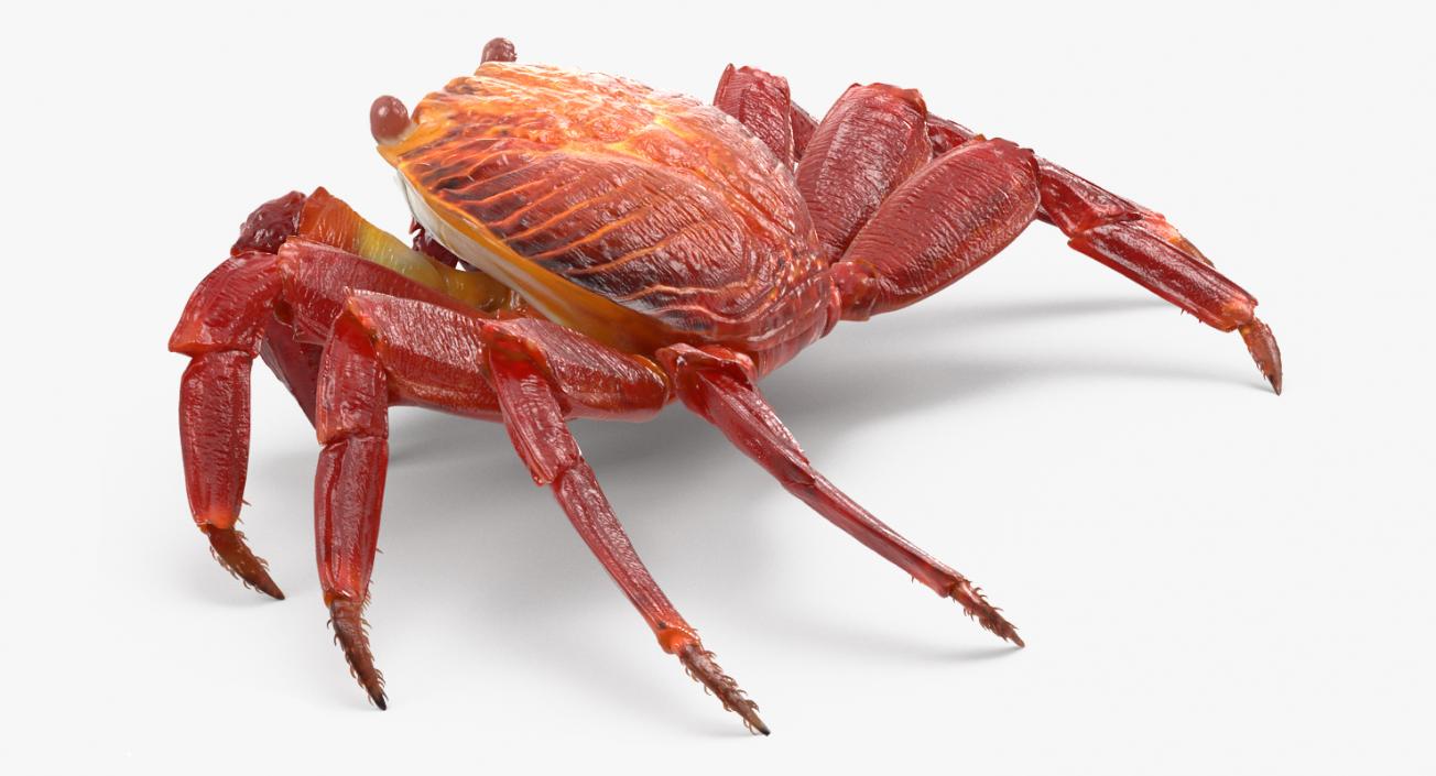 3D Red Rock Crab model