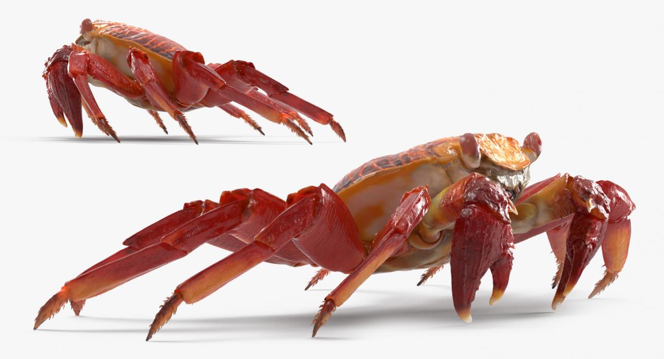 3D Red Rock Crab model