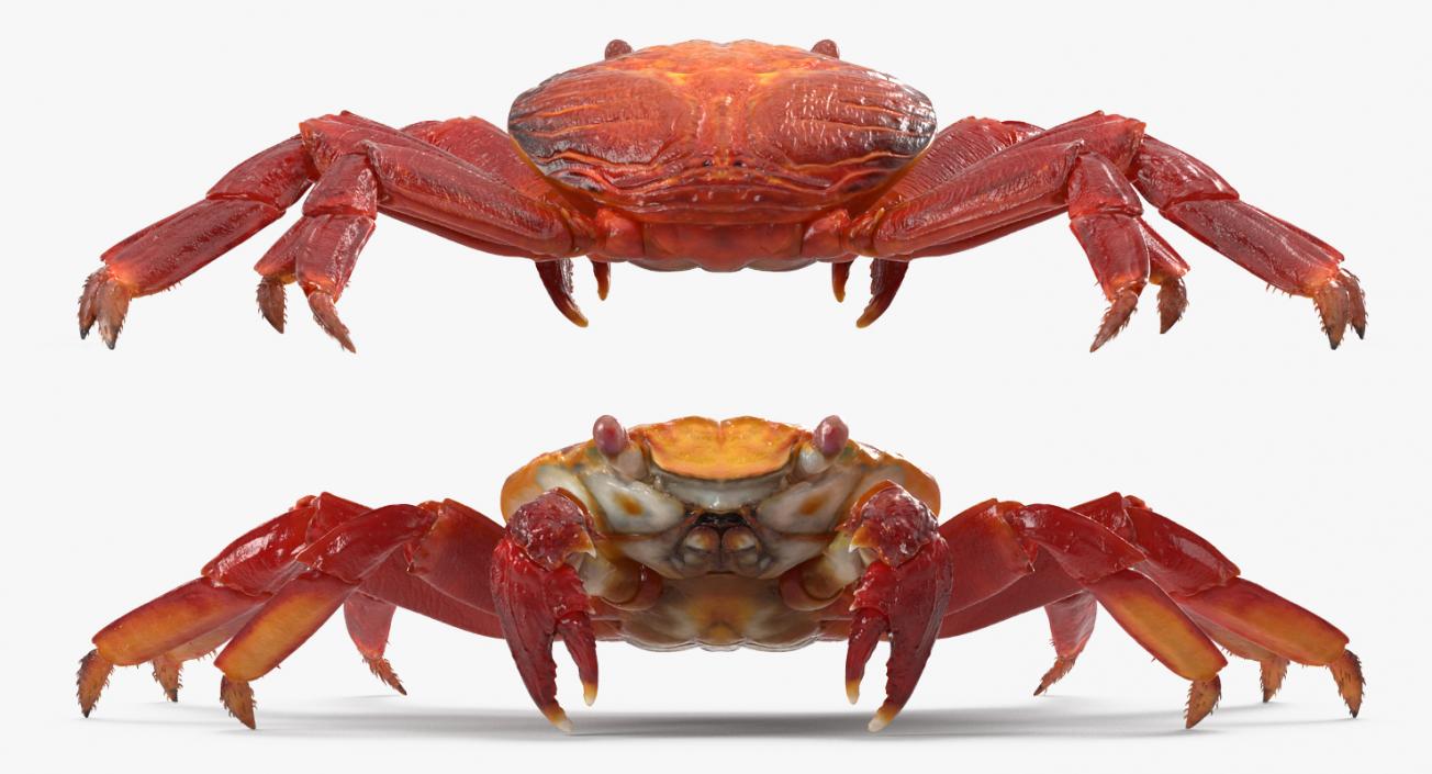 3D Red Rock Crab model