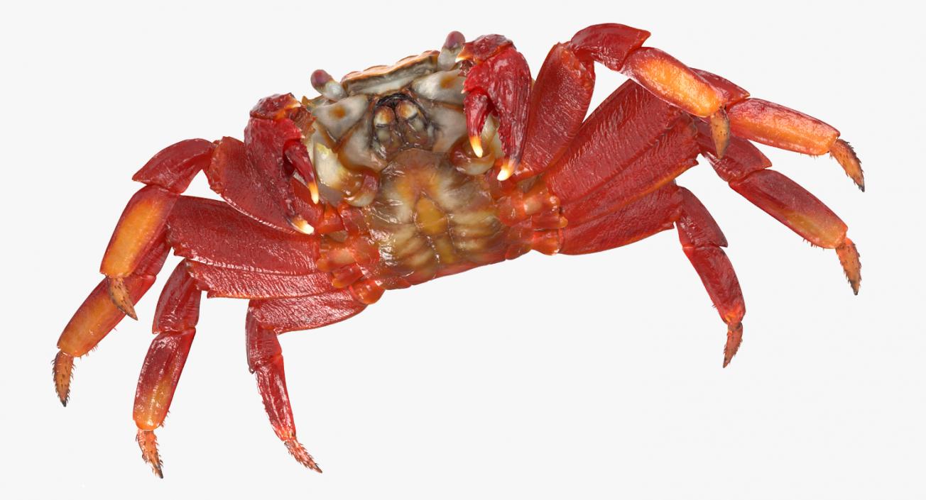 3D Red Rock Crab model