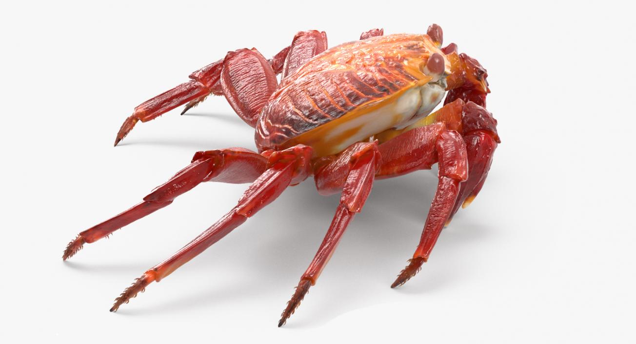 3D Red Rock Crab model