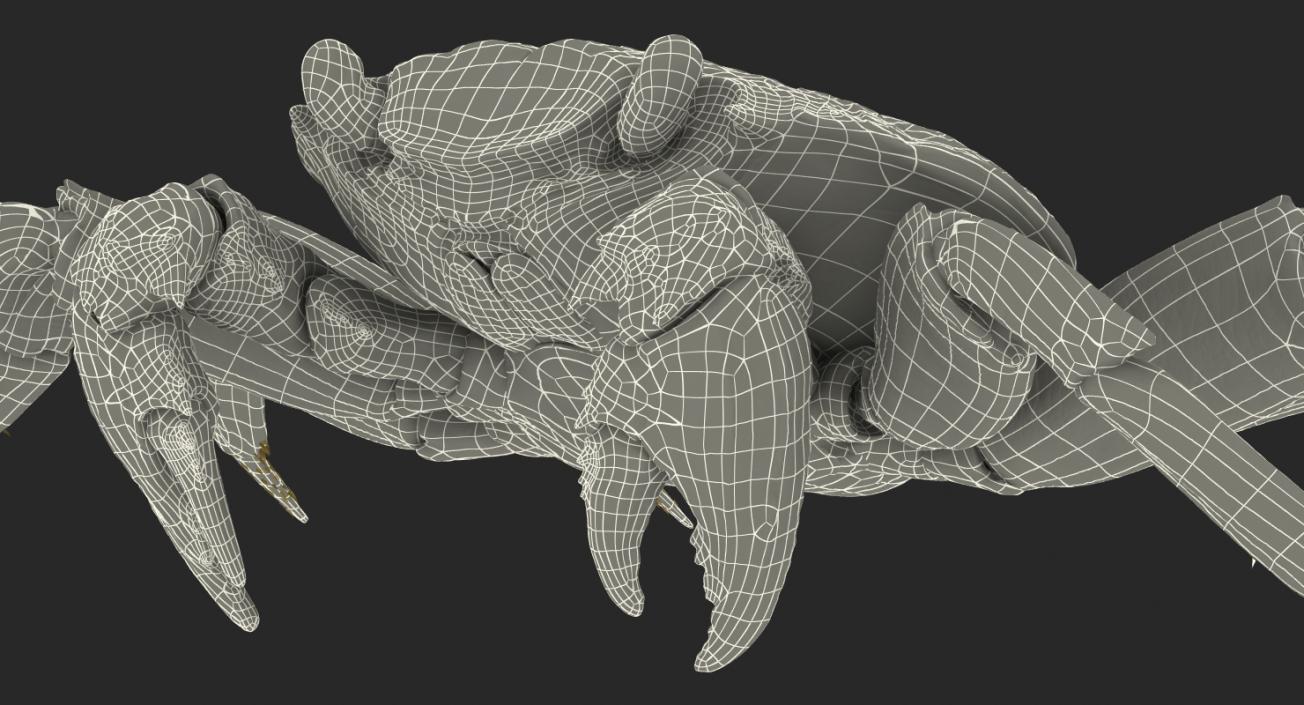 3D Red Rock Crab model