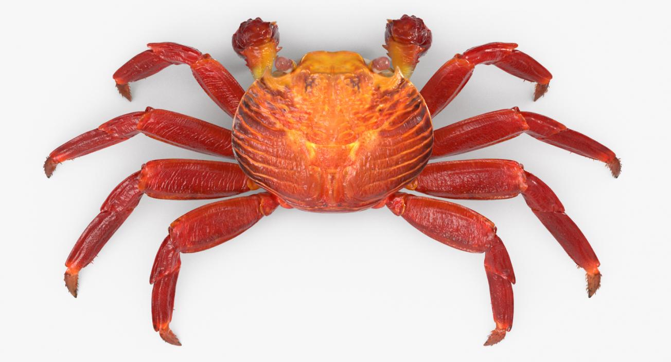 3D Red Rock Crab model