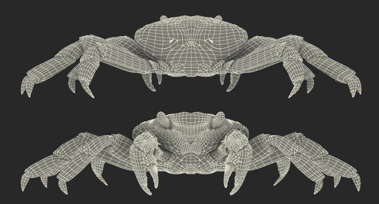 3D Red Rock Crab model