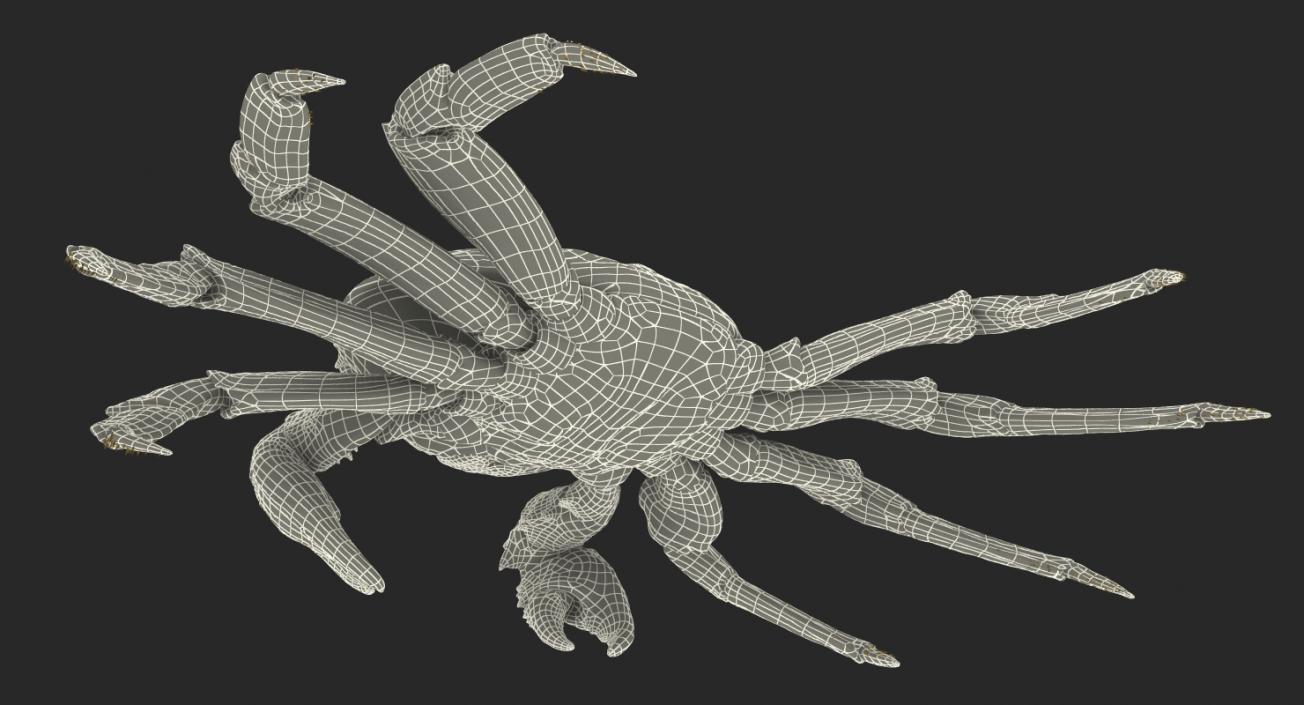 3D Red Rock Crab model